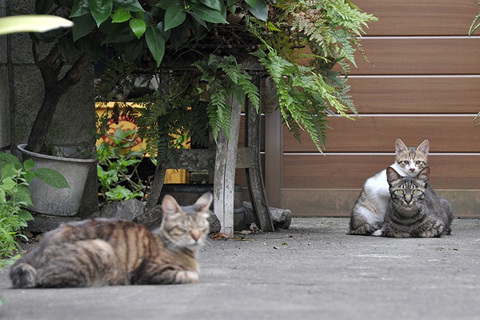 街のねこたち