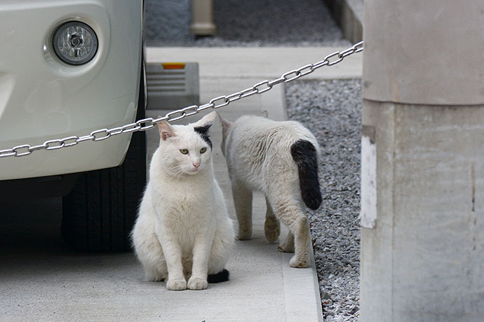 街のねこたち