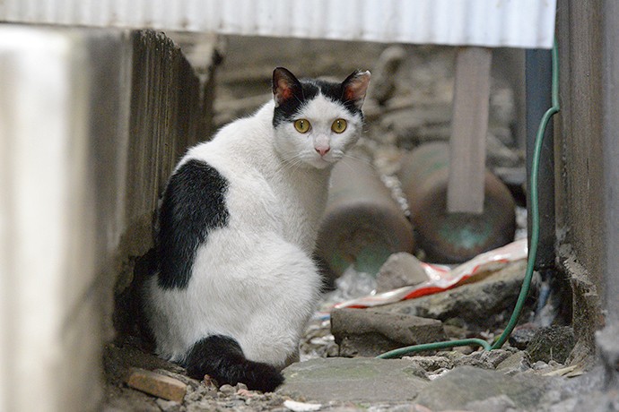 街のねこたち