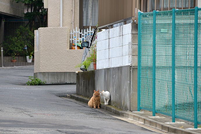 街のねこたち