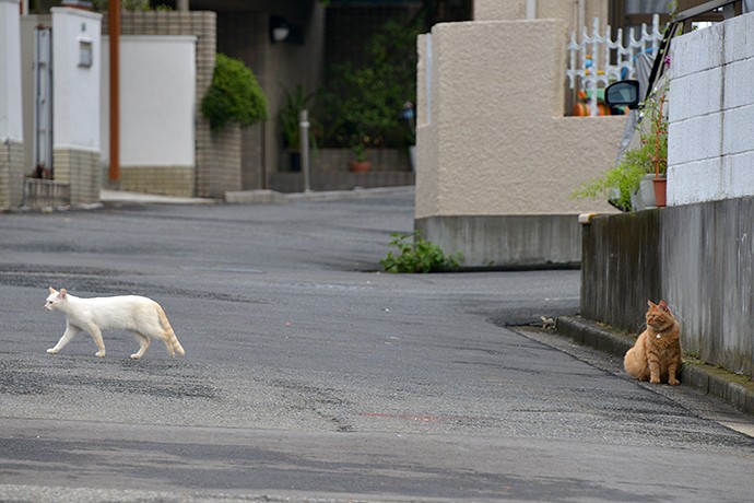 街のねこたち