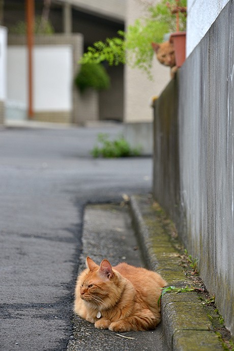 街のねこたち