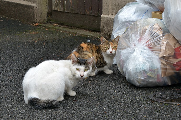 街のねこたち