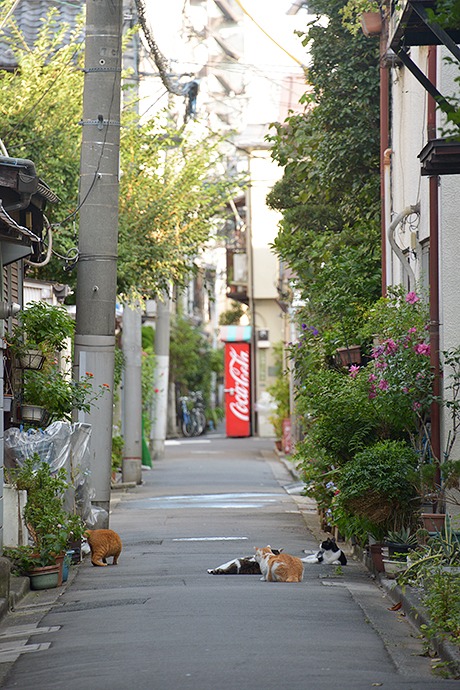 街のねこたち
