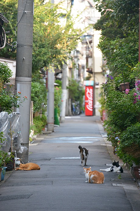 街のねこたち