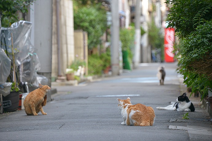 街のねこたち