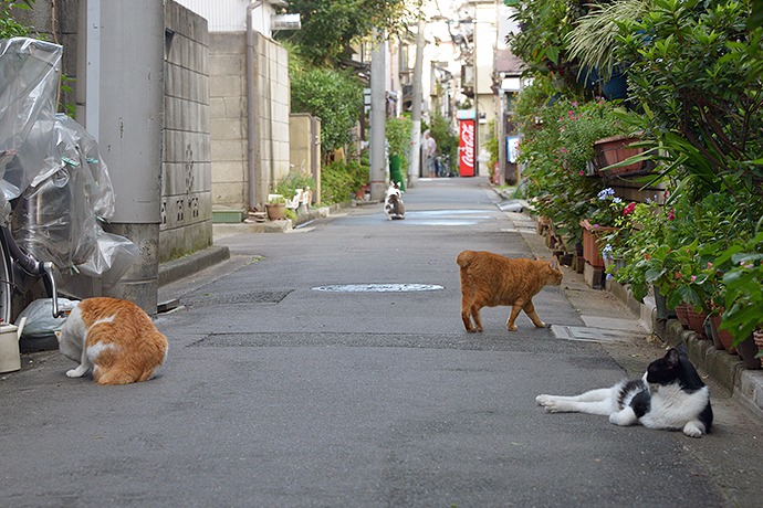 街のねこたち