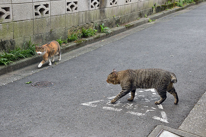 街のねこたち