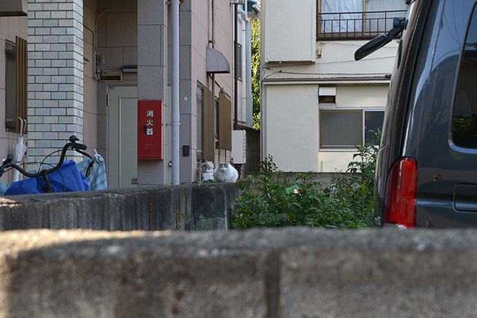 街のねこたち