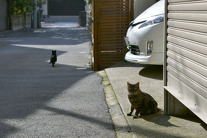 街のねこたち