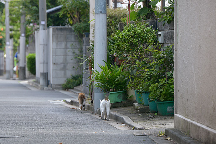 街のねこたち