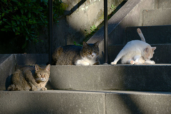 街のねこたち