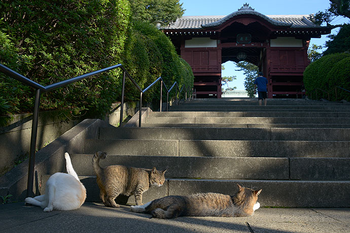 街のねこたち
