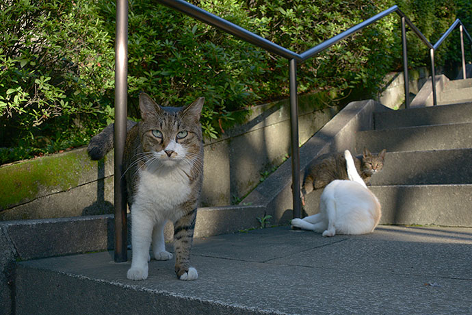 街のねこたち
