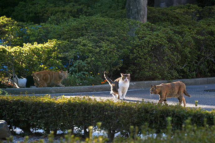 街のねこたち
