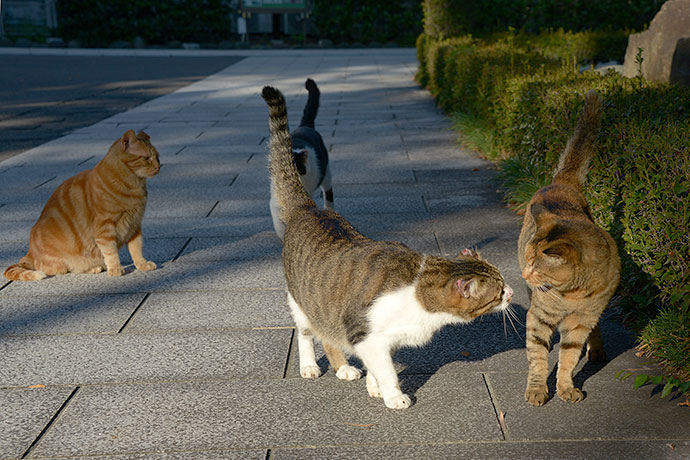街のねこたち