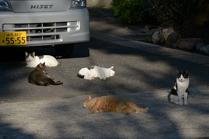 街のねこたち