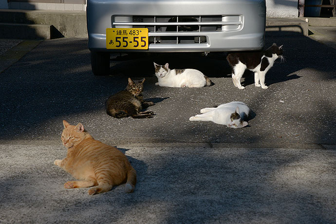 街のねこたち