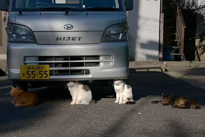 街のねこたち