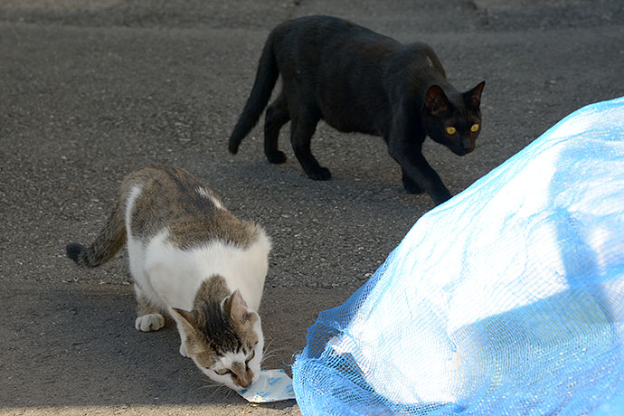 街のねこたち