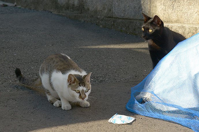 街のねこたち