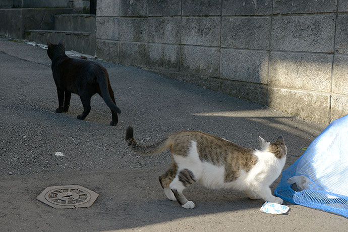 街のねこたち