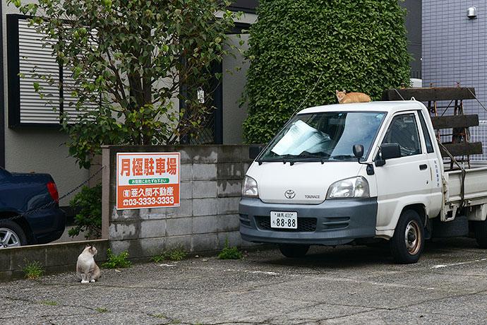 街のねこたち