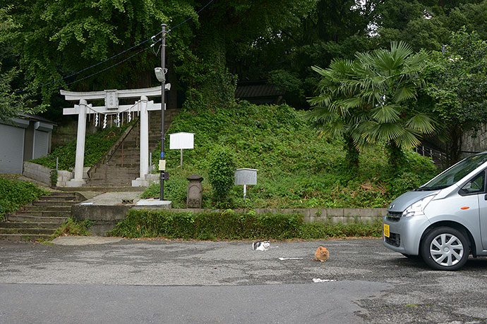 街のねこたち