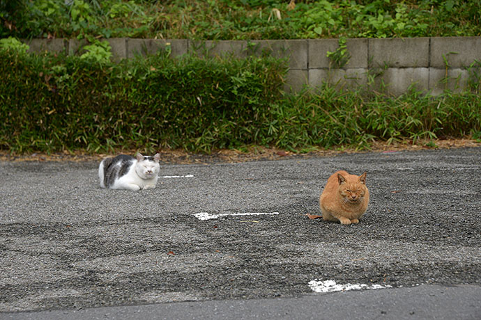 街のねこたち