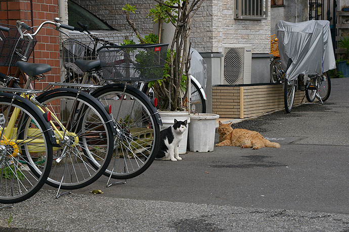街のねこたち