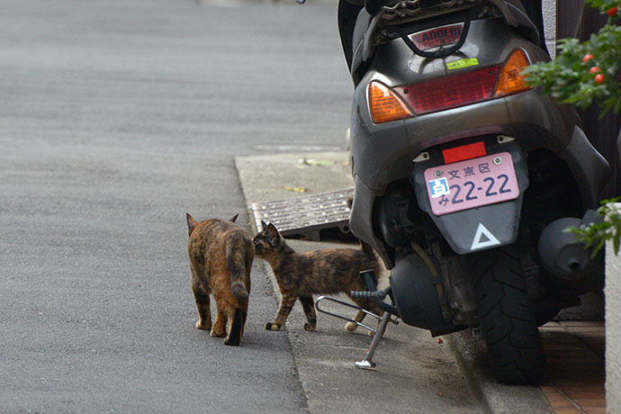 街のねこたち