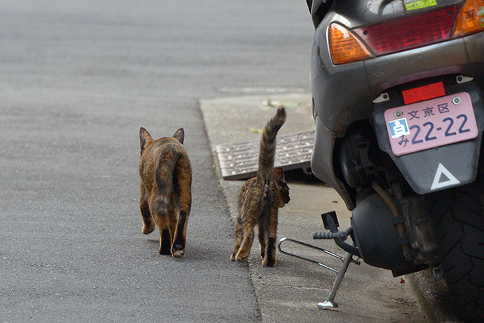 街のねこたち