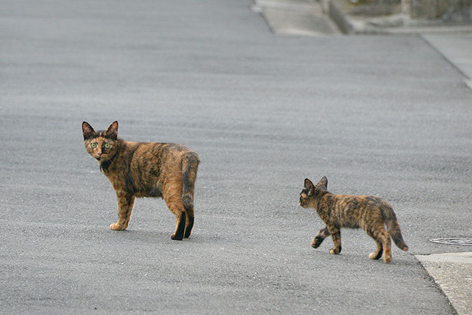 街のねこたち