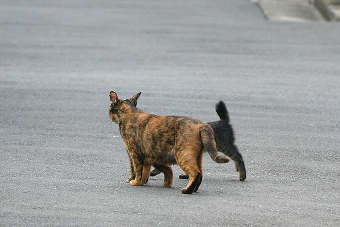街のねこたち
