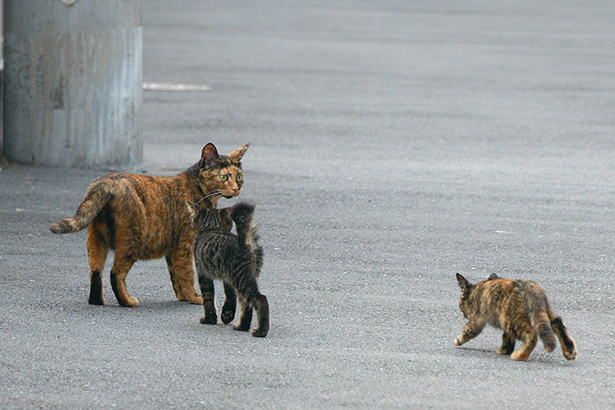 街のねこたち