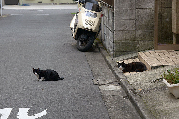 街のねこたち