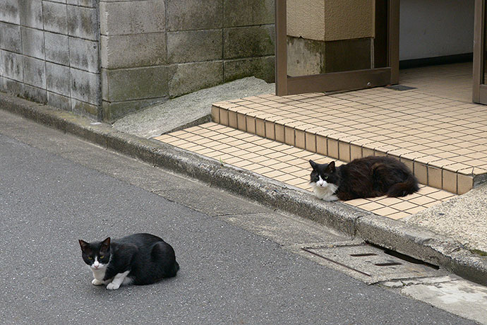 街のねこたち