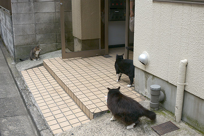 街のねこたち