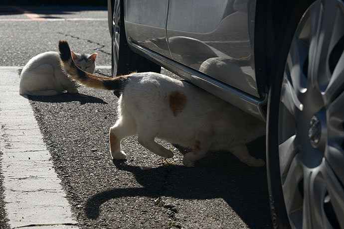 街のねこたち