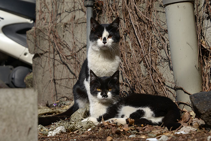 街のねこたち