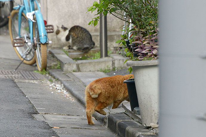 街のねこたち