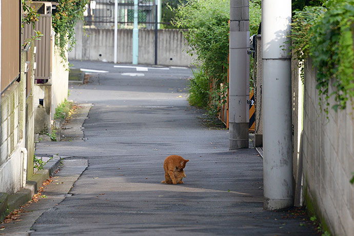 街のねこたち