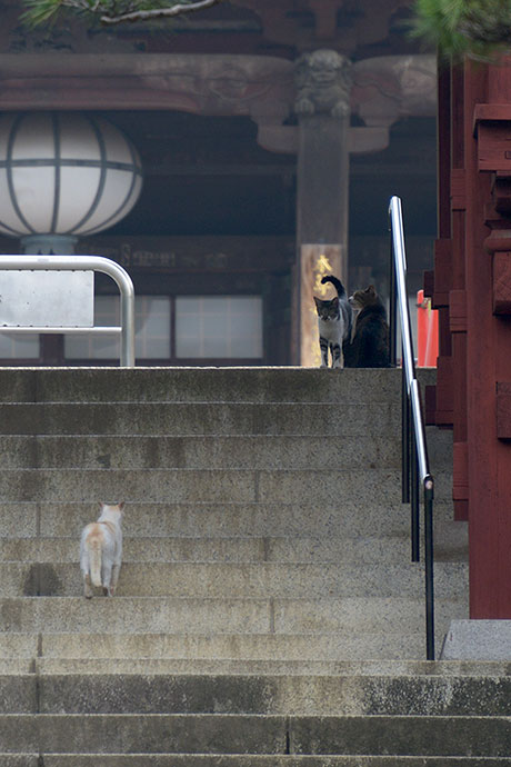 街のねこたち