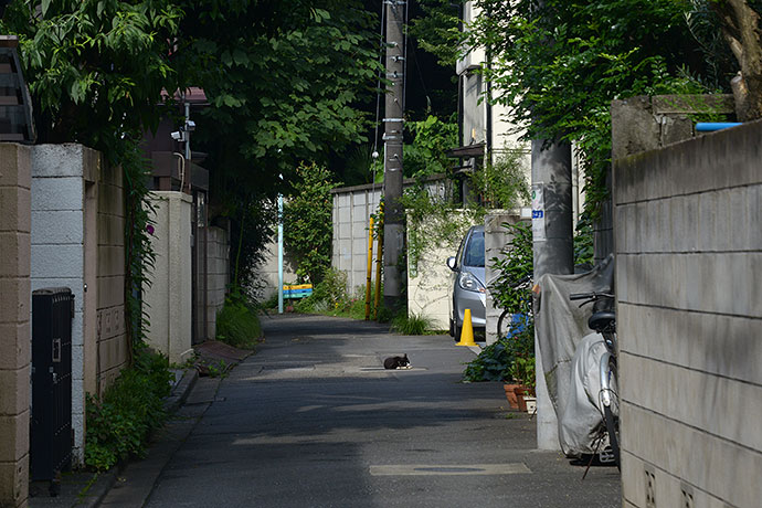 街のねこたち