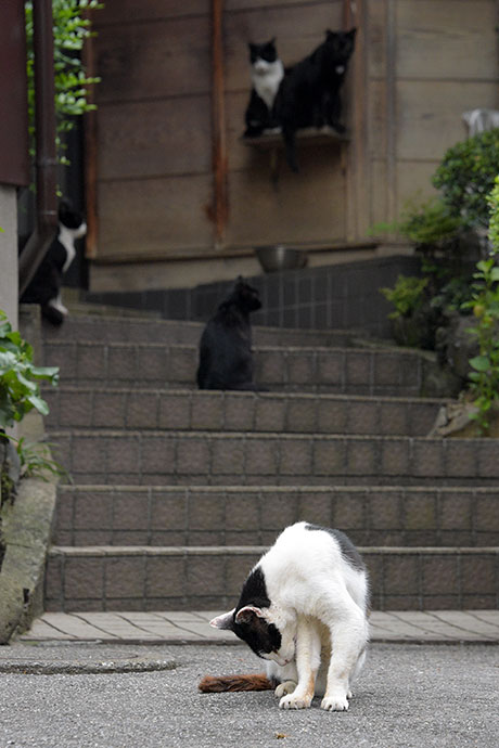 街のねこたち
