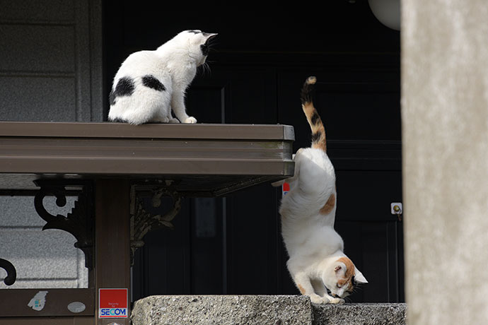街のねこたち