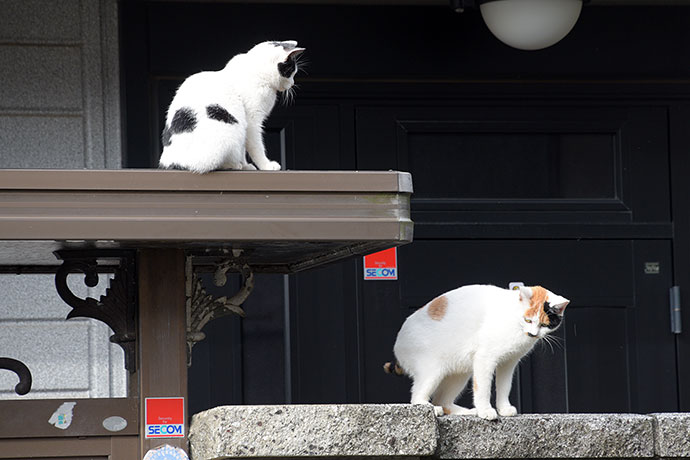 街のねこたち
