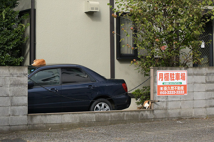 街のねこたち