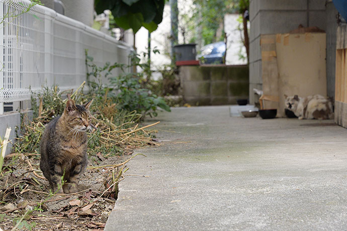 街のねこたち