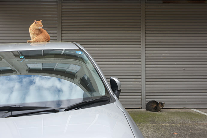 街のねこたち